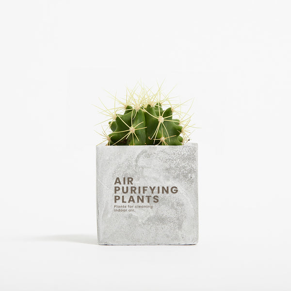 Plant in 6cm Concrete Pot - Marble - SM-001-01