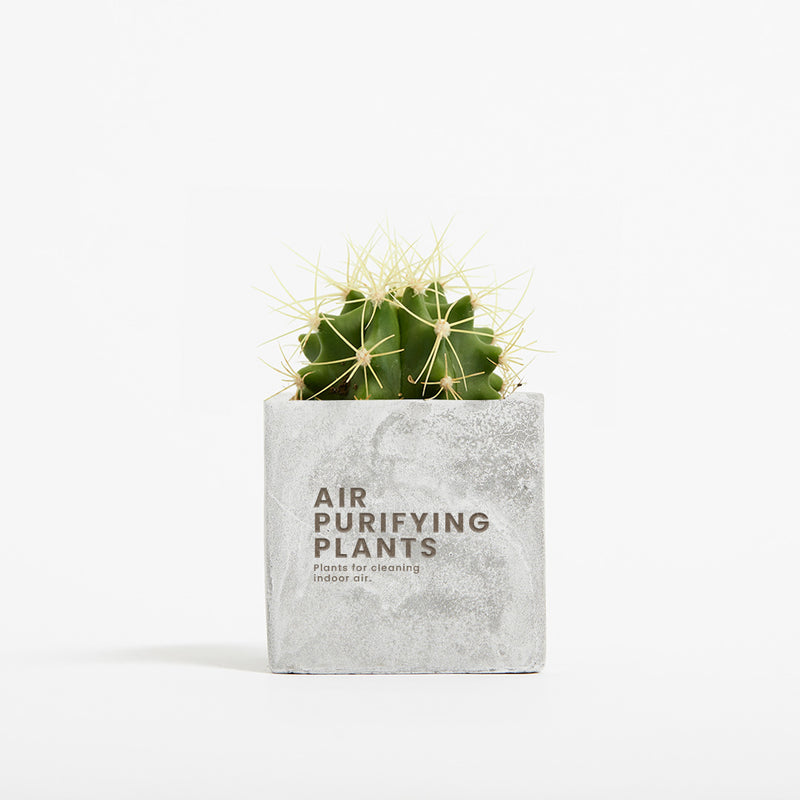 Plant in 6cm Concrete Pot - Marble - SM-001-01