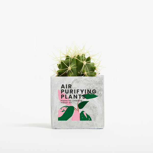 Plant in 6cm Concrete Pot - Marble - SM-001-01