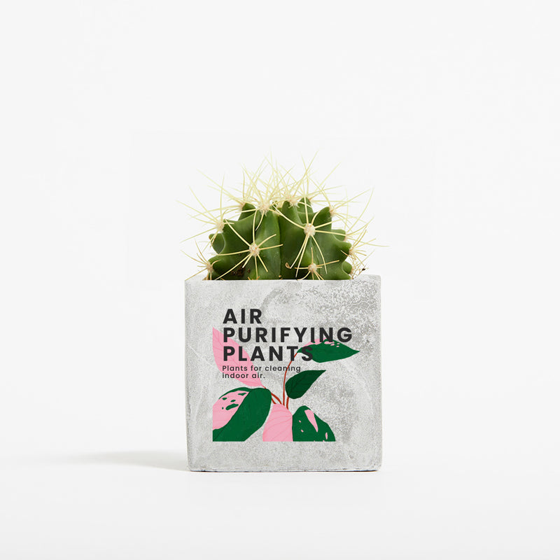 Plant in 6cm Concrete Pot - Marble - SM-001-01