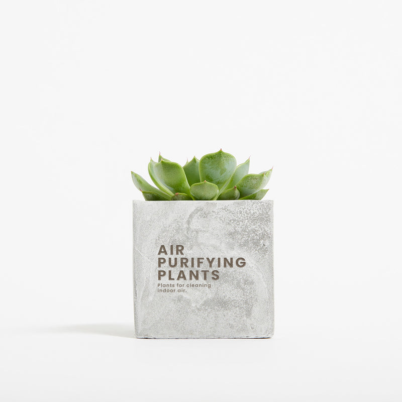 Plant in 6cm Concrete Pot - Marble - SM-001-01