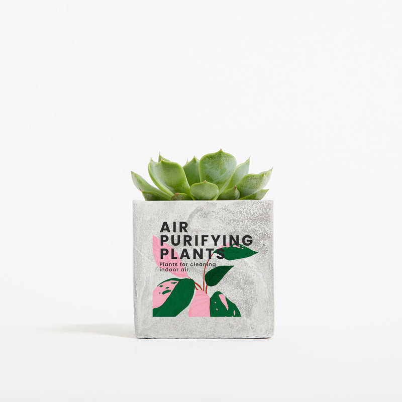 Plant in 6cm Concrete Pot - Marble - SM-001-01