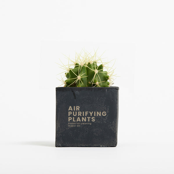 Plant in 6cm Concrete Pot - Black - Printed - SM-001-02