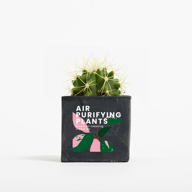 Plant in 6cm Concrete Pot - Black - Printed - SM-001-02