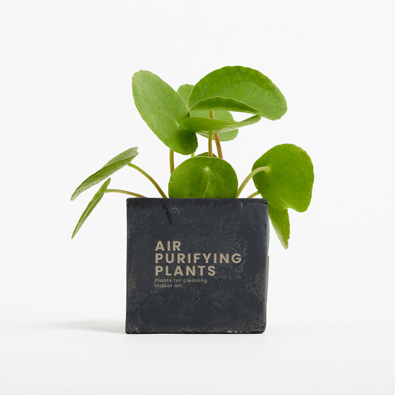 Plant in 6cm Concrete Pot - Black - Printed - SM-001-02