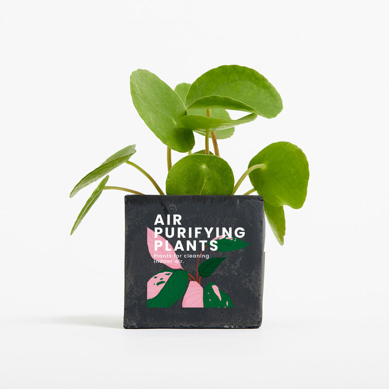 Plant in 6cm Concrete Pot - Black - Printed - SM-001-02
