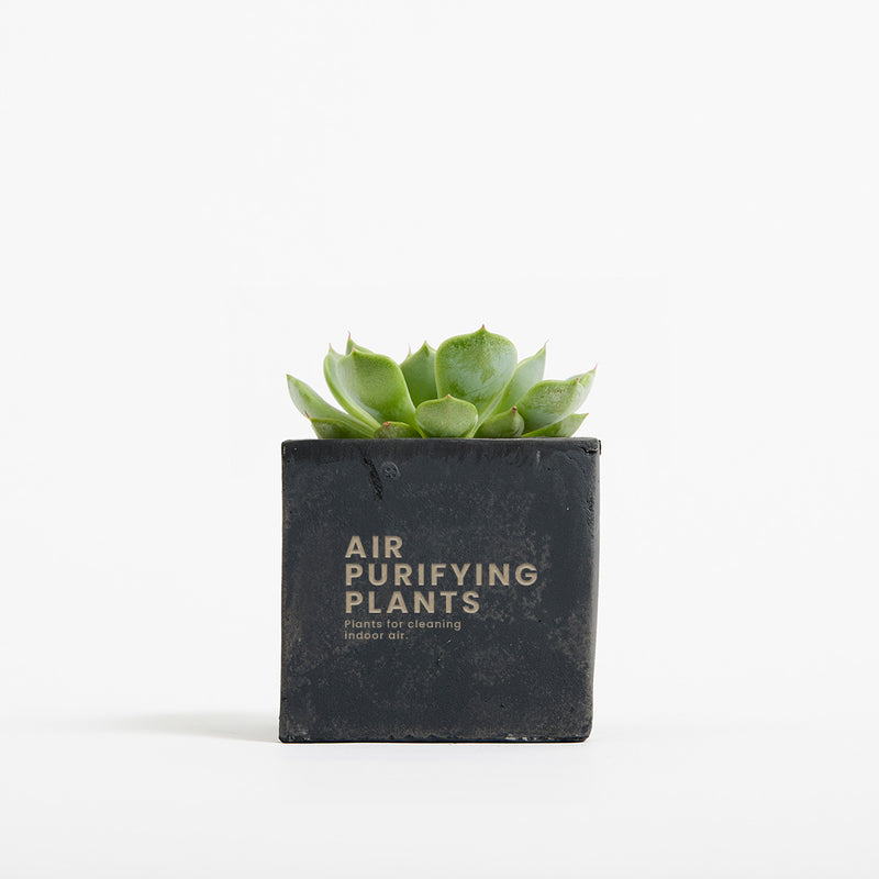 Plant in 6cm Concrete Pot - Black - Printed - SM-001-02