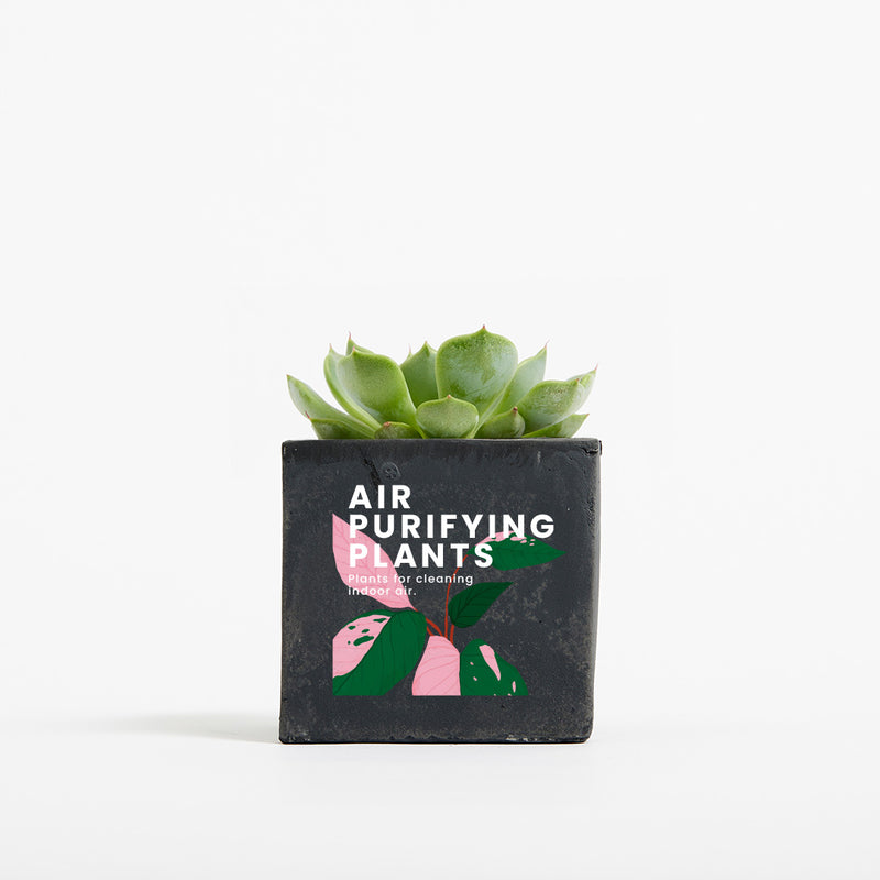 Plant in 6cm Concrete Pot - Black - Printed - SM-001-02