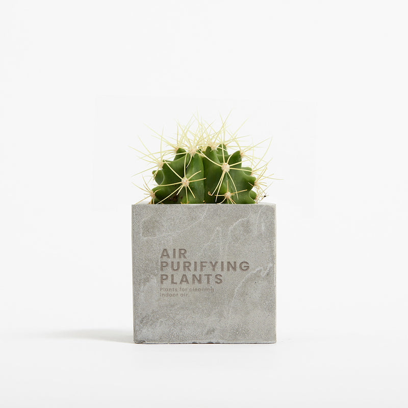 Plant in 6cm Concrete Pot - Grey - Printed - SM-001-03