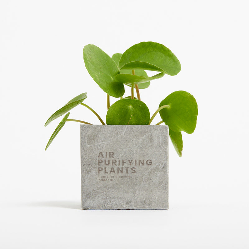 Plant in 6cm Concrete Pot - Grey - Printed - SM-001-03