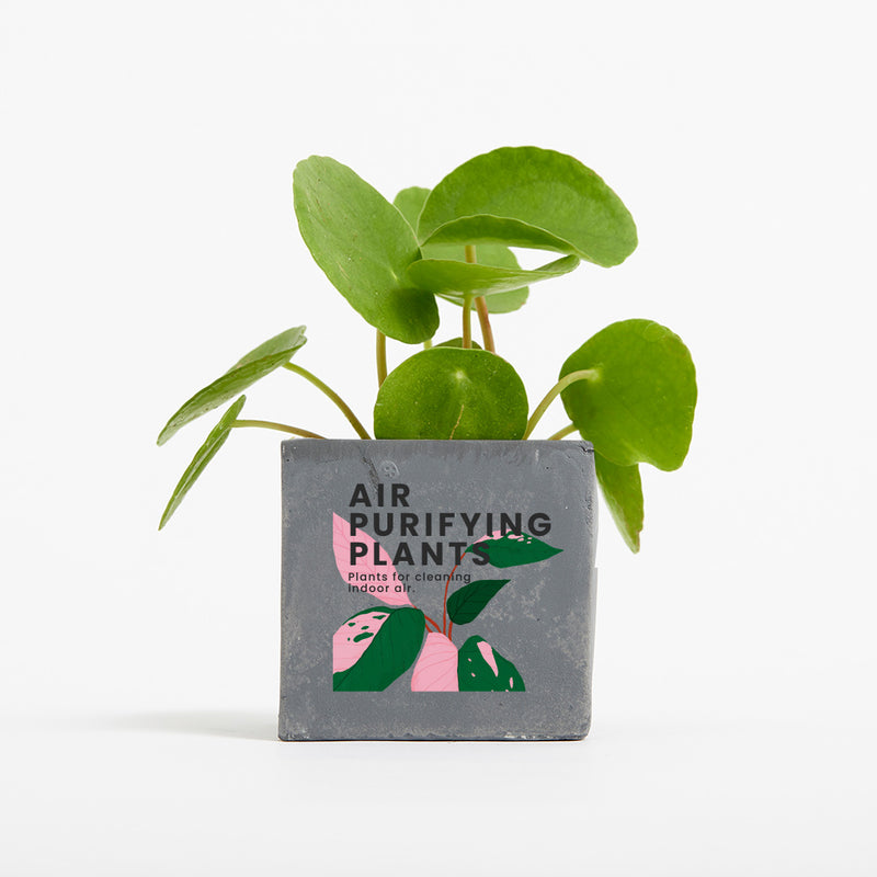 Plant in 6cm Concrete Pot - Grey - Printed - SM-001-03