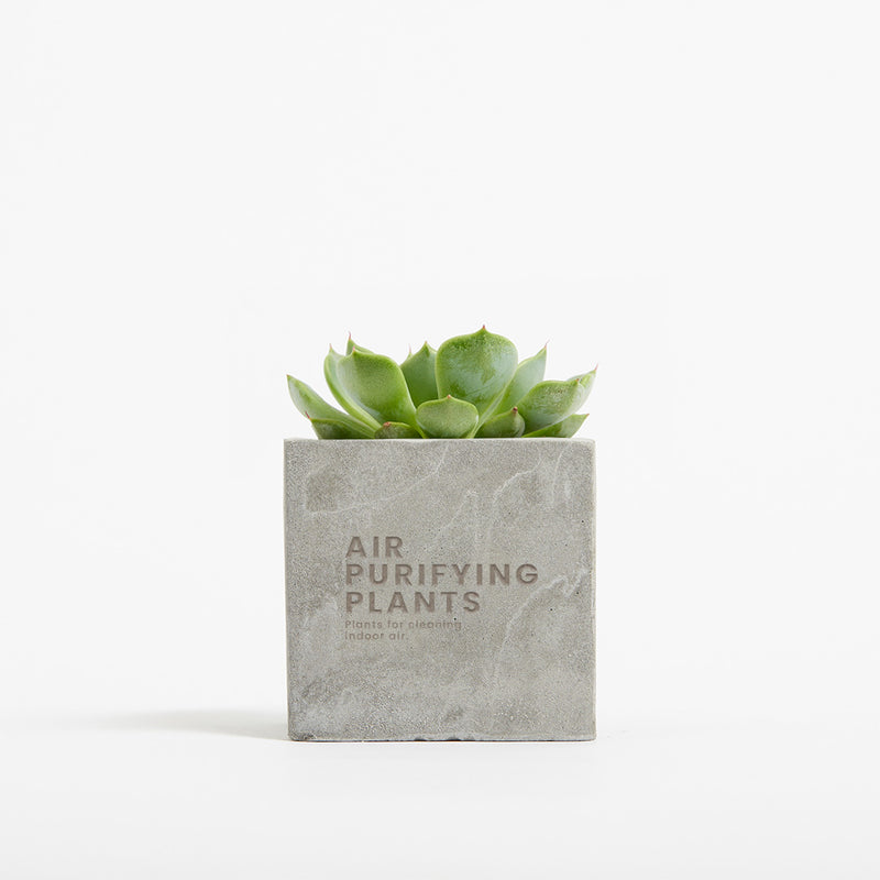 Plant in 6cm Concrete Pot - Grey - Printed - SM-001-03