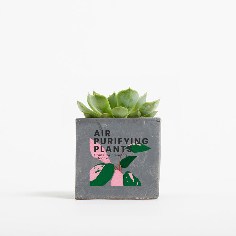 Plant in 6cm Concrete Pot - Grey - Printed - SM-001-03