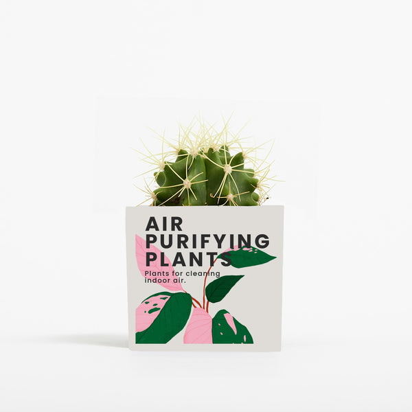 Plant in 6cm Aluminium Pot - White - Printed - SM-001-11