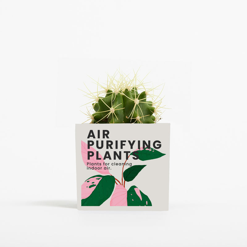 Plant in 6cm Aluminium Pot - White - Printed - SM-001-11