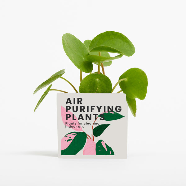 Plant in 6cm Aluminium Pot - White - Printed - SM-001-11