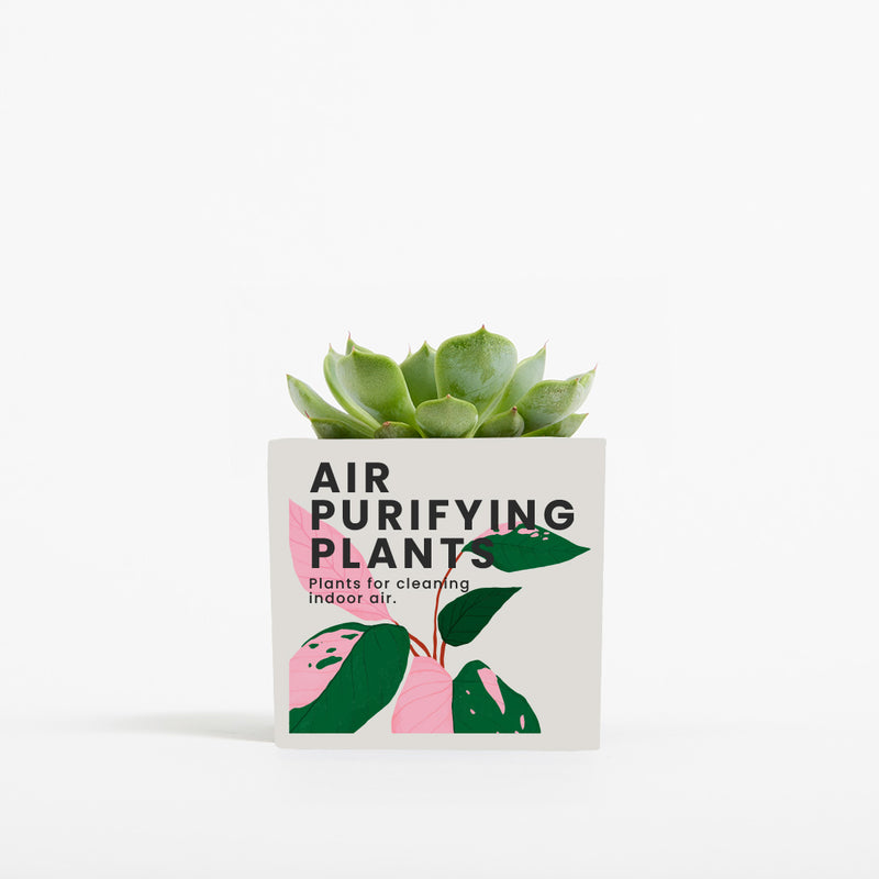 Plant in 6cm Aluminium Pot - White - Printed - SM-001-11