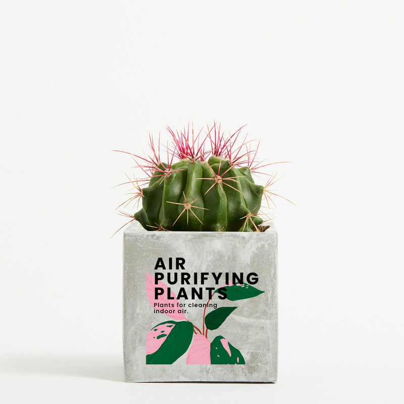 Plant in 9cm Concrete Pot - Marble - Printed - SM-002-01