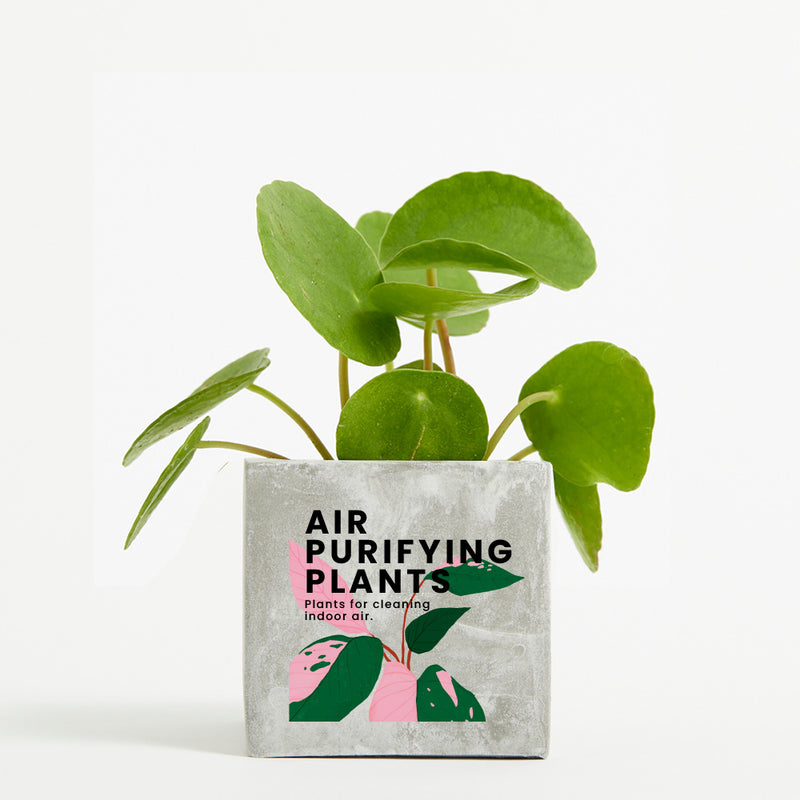 Plant in 9cm Concrete Pot - Marble - Printed - SM-002-01