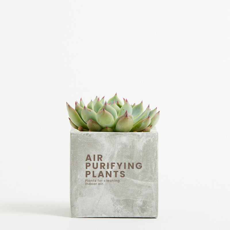 Plant in 9cm Concrete Pot - Marble - Printed - SM-002-01