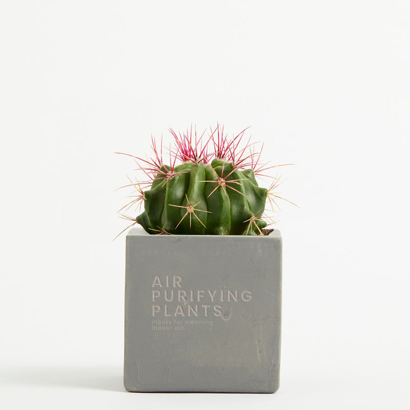 Plant in 9cm Concrete Pot - Grey - Printed - SM-002-02