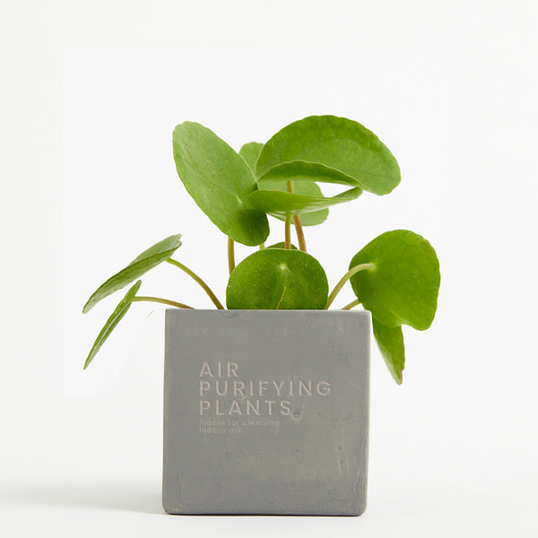 Plant in 9cm Concrete Pot - Grey - Printed - SM-002-02