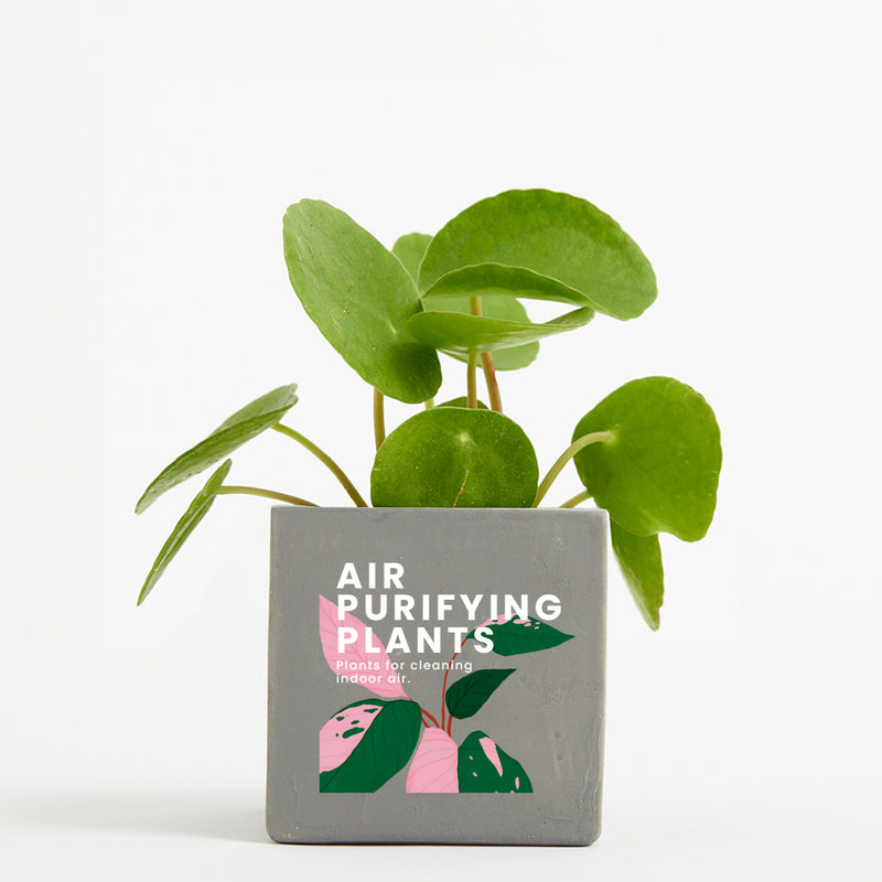 Plant in 9cm Concrete Pot - Grey - Printed - SM-002-02