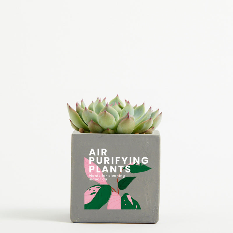 Plant in 9cm Concrete Pot - Grey - Printed - SM-002-02