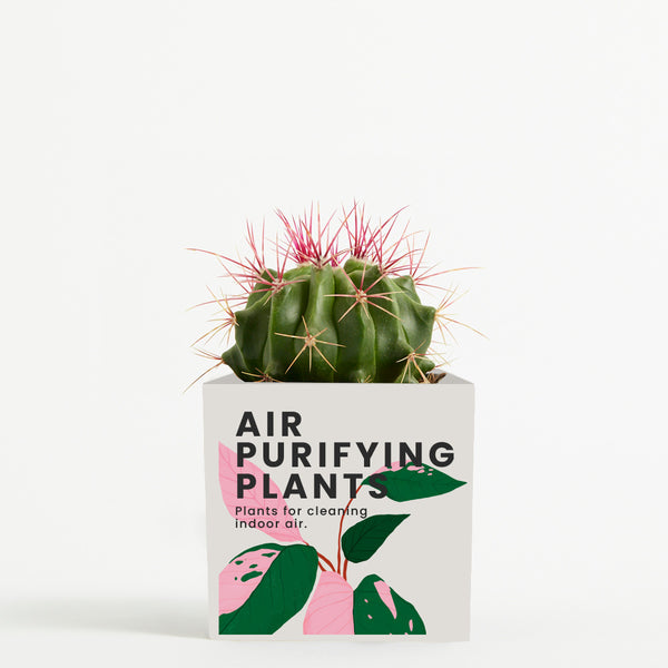 Plant in 9cm Aluminium Pot - White - Printed - SM-002-11