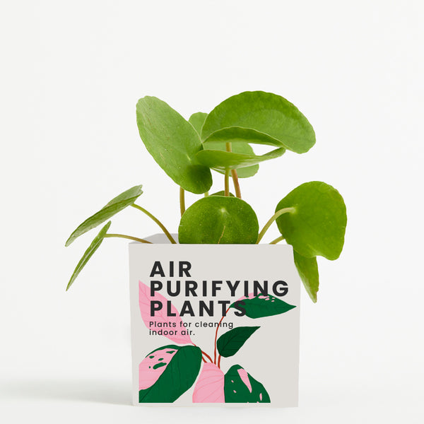 Plant in 9cm Aluminium Pot - White - Printed - SM-002-11