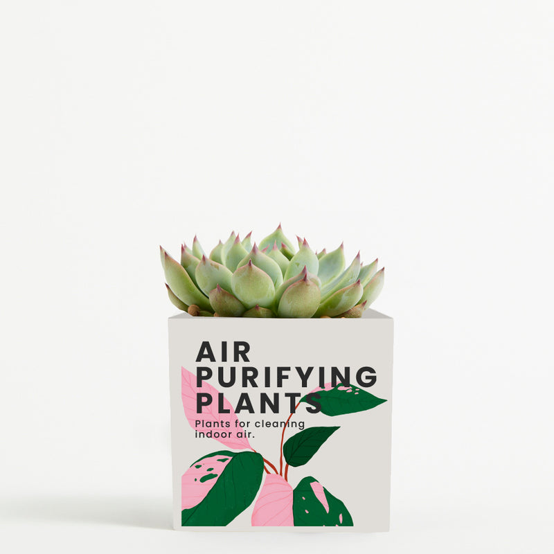 Plant in 9cm Aluminium Pot - White - Printed - SM-002-11