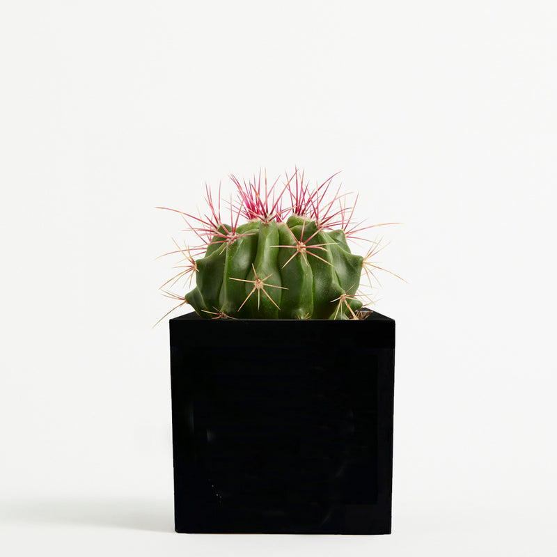 Plant in 9cm Aluminium Pot - Black - Printed - SM-002-12