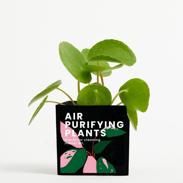 Plant in 9cm Aluminium Pot - Black - Printed - SM-002-12