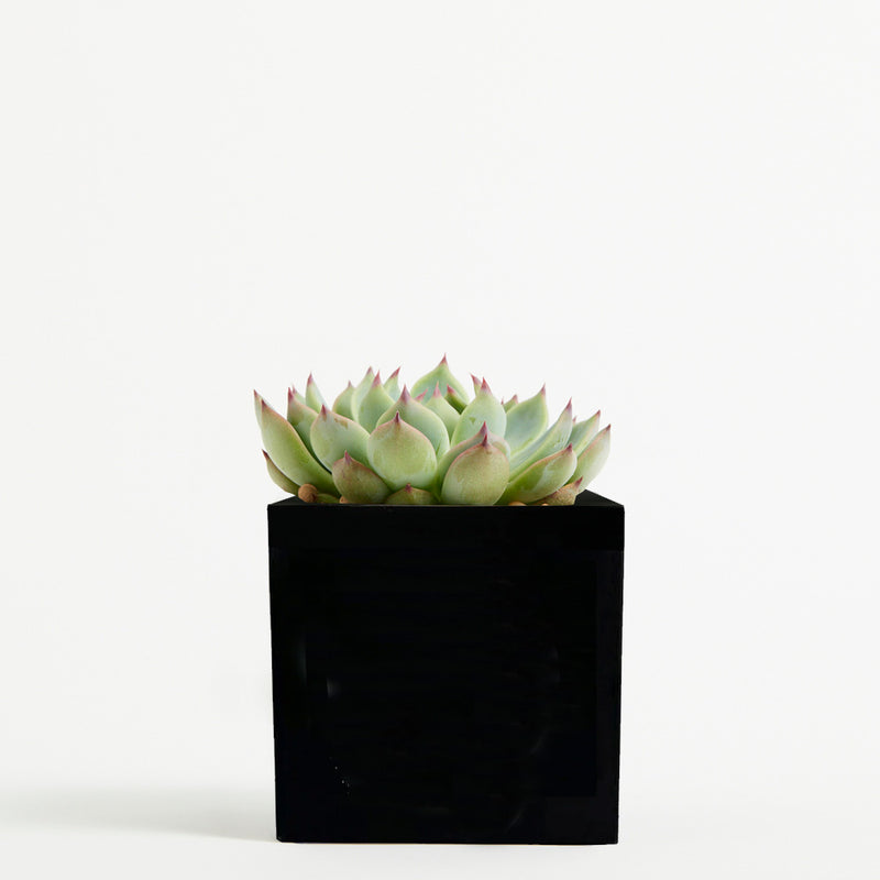 Plant in 9cm Aluminium Pot - Black - Printed - SM-002-12
